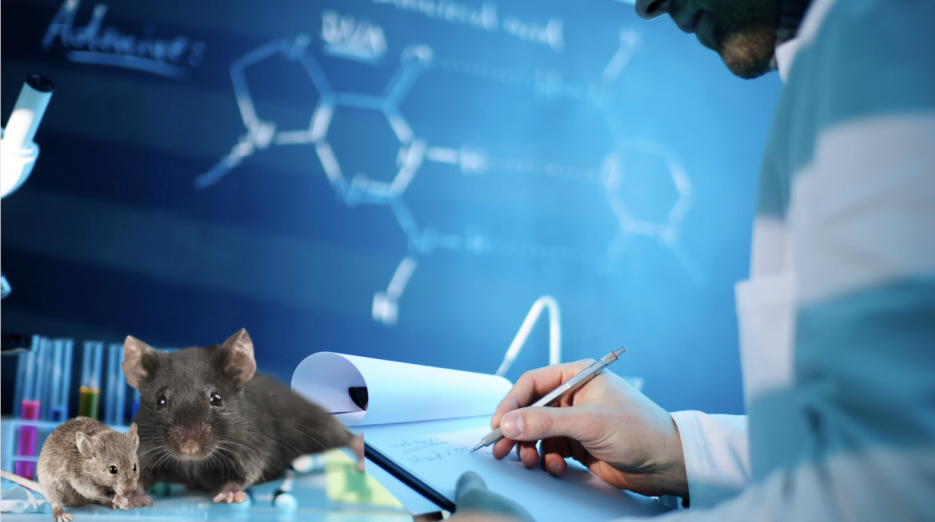 Scientists have found a way to give mice with spinal cord injuries the ability to walk again image