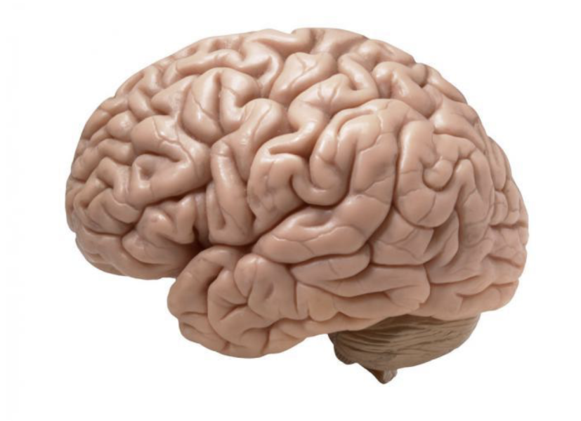 A new 3D printing method has been developed that shows promise for repairing brain injuries. image